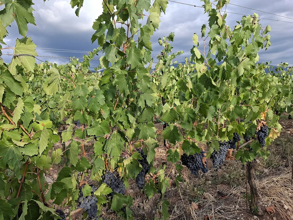 Chianti Rufina DOCG: quali sono le cantine da visitare e come si organizza la degustazione