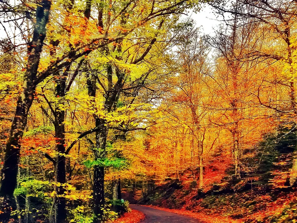 Foresta di Vallombrosa: sentieri, come arrivare e cosa sapere prima di partire