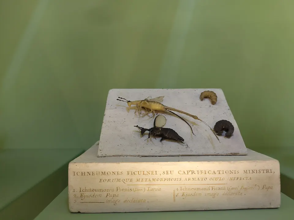 Università di Firenze Museo Zoologico "La Specola" (zoological museum in Florence)