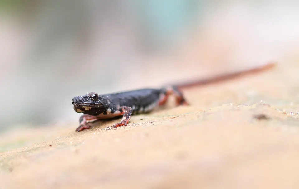 Noordelijke brilsalamander northern spectacled salamander Salamandrina perspicillata