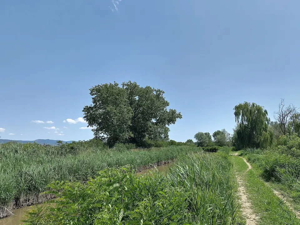 Padule di Fucecchio