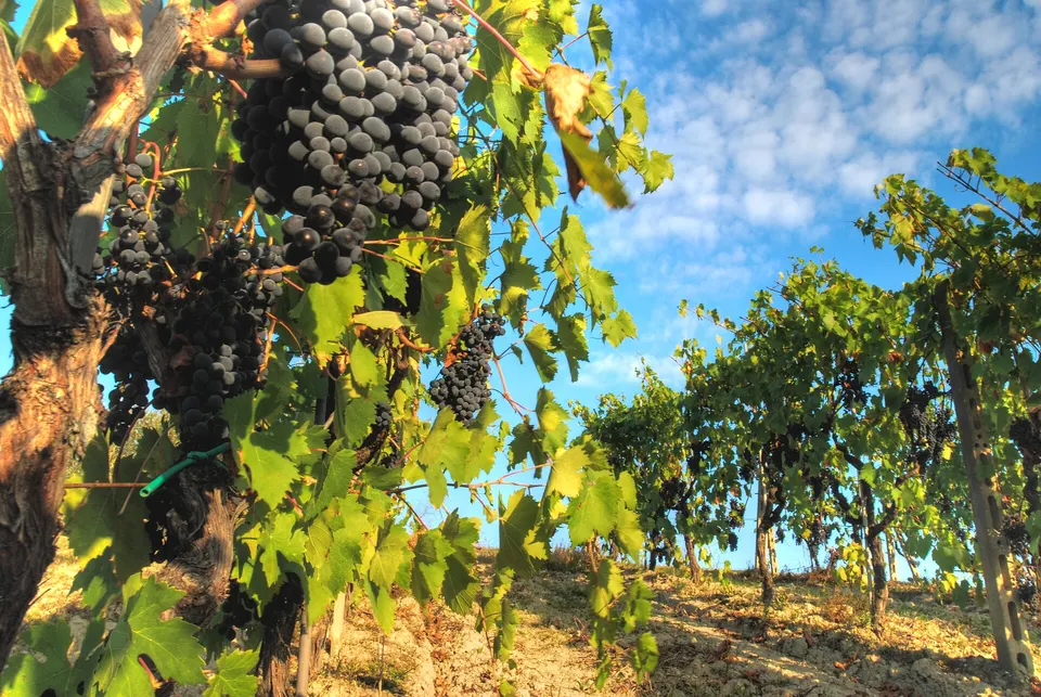 Sangiovese grapes on the vine in the Italian wine region of Chianti
